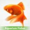 aquarium-fishes-100x100