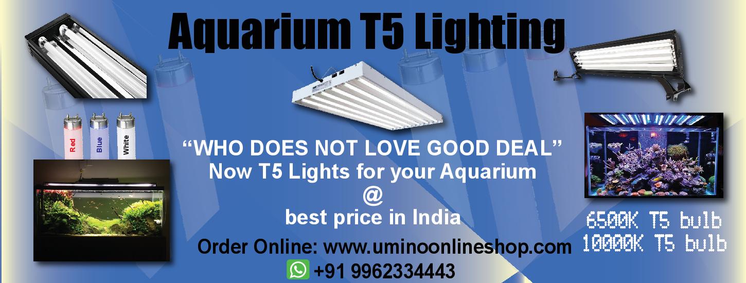 Online Pet Shop Aquarium Supplies Aquarium Accessories